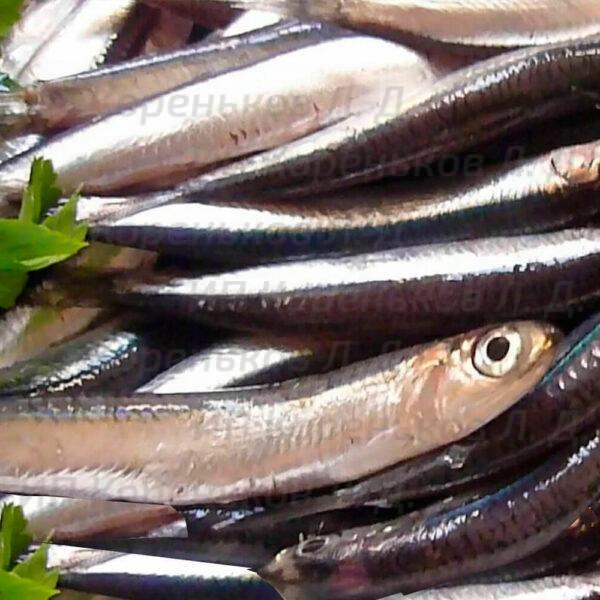 fish_sol15
