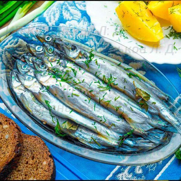 fish_sol5